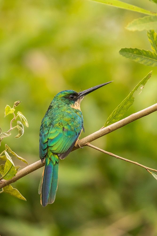 Brazil-Pantanal Rufous-tailed jacamar bird on limb